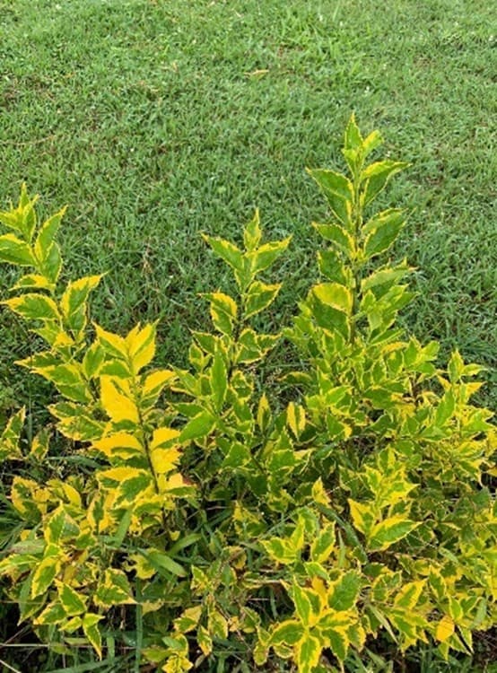 Duranta Variegada