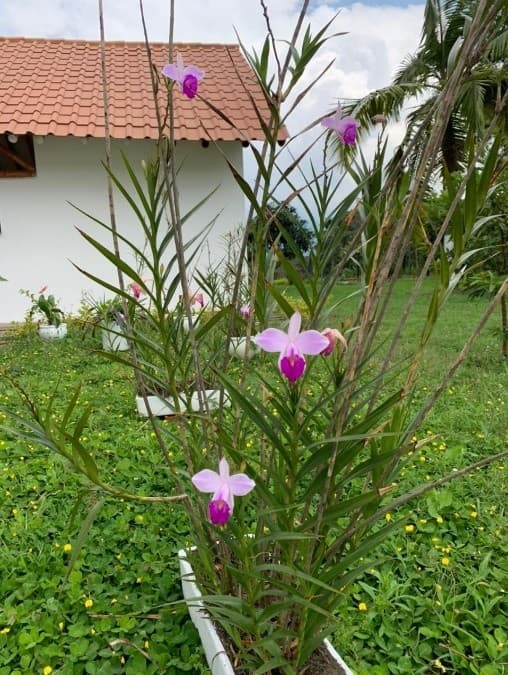 Orquídea